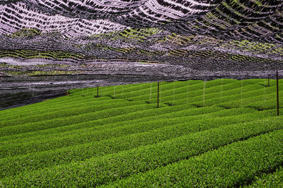 Beschattete Teepflanzen in einem japanischen Matcha-Teefeld