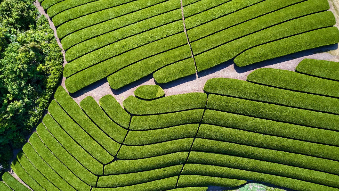 Luftaufnahme einer Matcha-Teefarm in Uji, Japan
